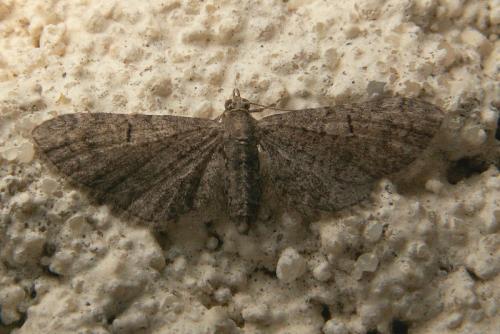 Eupithecia ultimaria