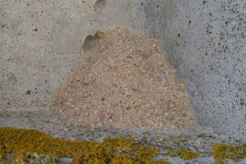 Delta unguiculatum