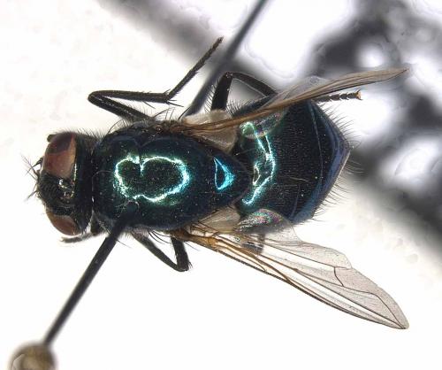 Réf. 41 766 : Pyrellia vivida