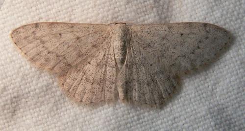 Réf. 41 802 : Scopula marginepunctata
