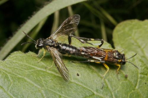 Réf. 41 911 : Macrophya montana