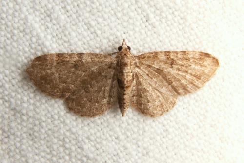 Réf. 41 957 : Pasiphila chloerata
