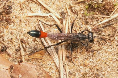 Réf. 41 788 : Ammophila terminata mocsaryi