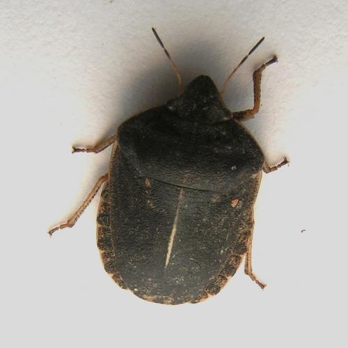 Réf. 41 747 : Eurygaster austriaca