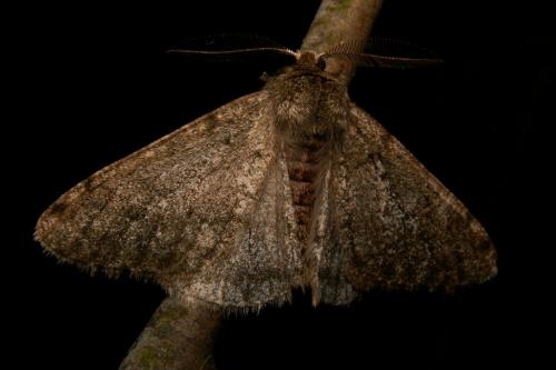 Réf. 41 774 : Phigalia pilosaria