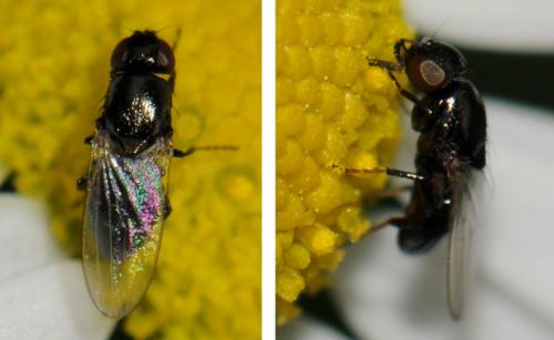 Madiza glabra