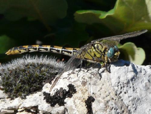 Réf. 41 542 : Onychogomphus forcipatus