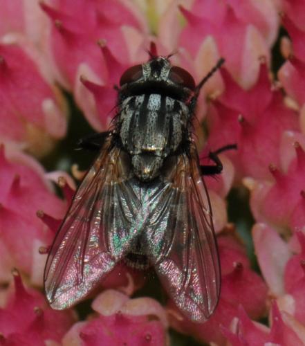 Réf. 41 639 : Musca autumnalis