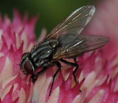 Réf. 41 640 : Musca autumnalis