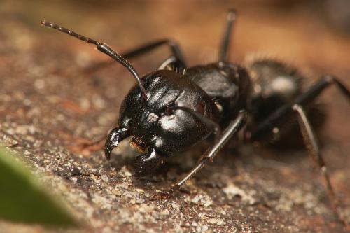 Réf. 41 830 : Camponotus vagus