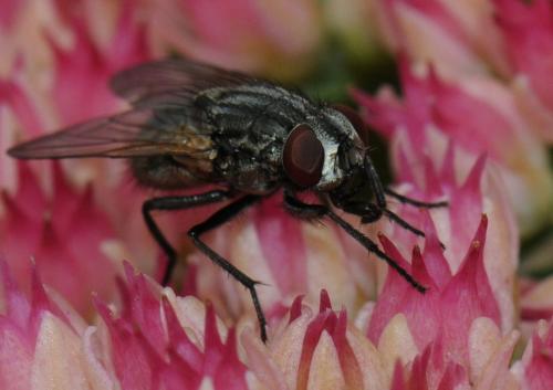 Réf. 41 641 : Musca autumnalis
