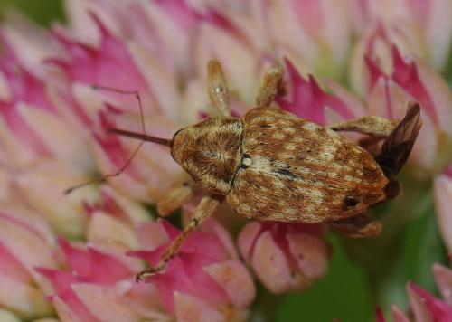 Réf. 41 613 : Curculio sp.
