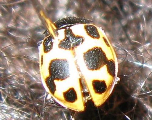 Ceratomegilla notata