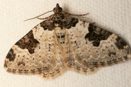 Xanthorhoe fluctuata