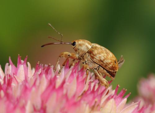 Réf. 41 614 : Curculio sp.