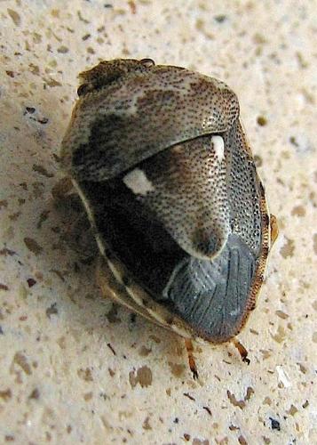 Réf. 41 420 : Stagonomus bipunctatus bipunctatus