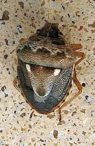 Réf. 41 421 : Stagonomus bipunctatus bipunctatus