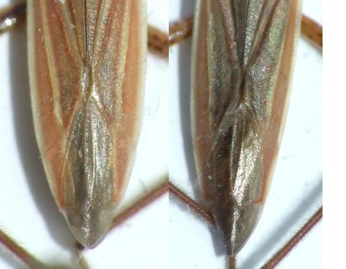Notostira sp.