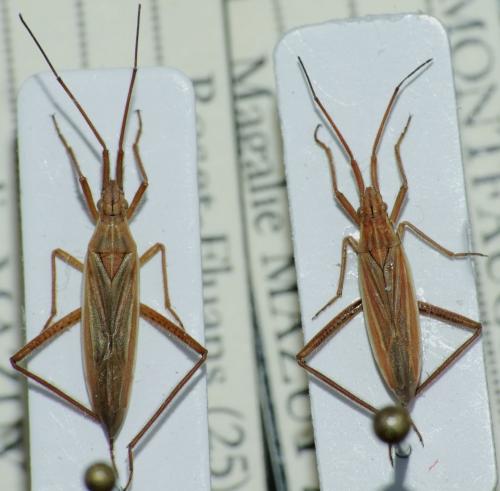 Notostira sp.