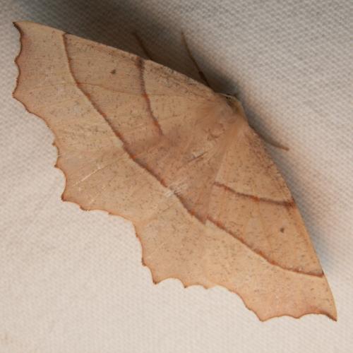 Campaea honoraria