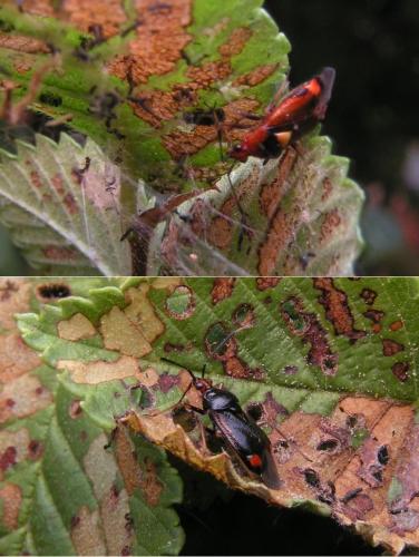 Réf. 41 736 : Deraeocoris ruber