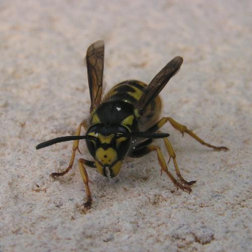 Vespula germanica