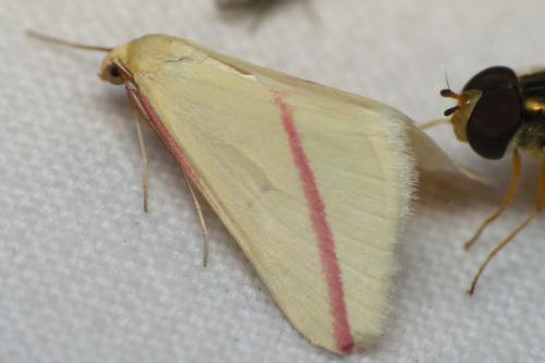 Rhodometra sacraria
