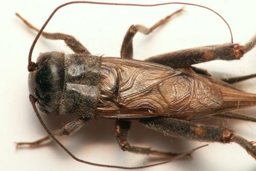 Réf. 41 658 : Eumodicogryllus bordigalensis bordigalensis