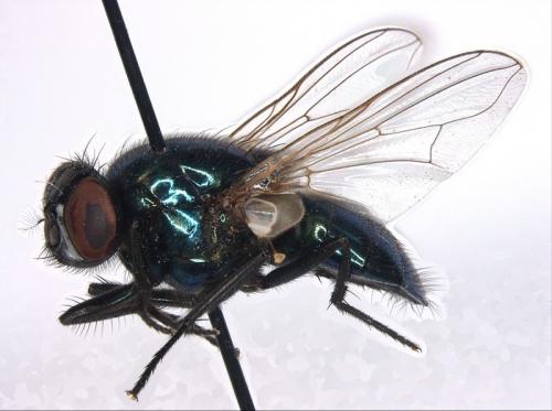 Réf. 41 767 : Pyrellia vivida