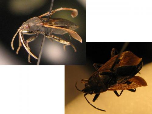 Rhyparochromus pini