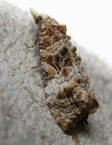 Phtheochroa ecballiella