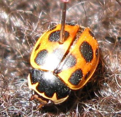 Ceratomegilla notata