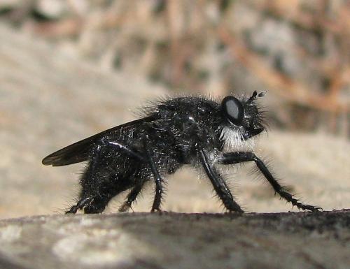 Andrenosoma atrum