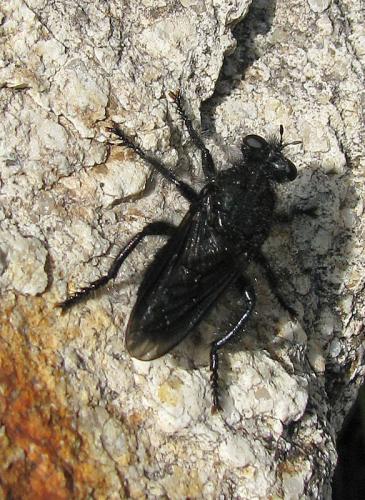 Andrenosoma atrum