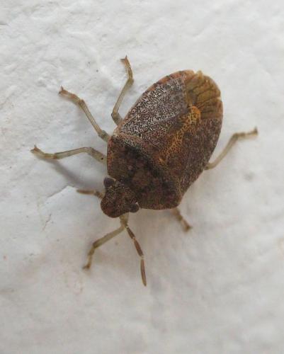 Dryadocoris apicalis