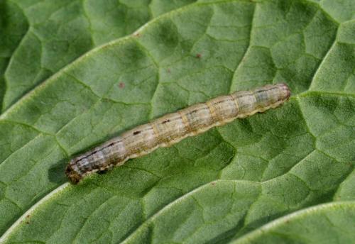 Camptogramma bilineata