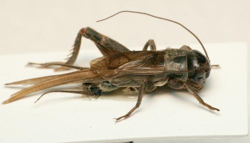 Eumodicogryllus bordigalensis bordigalensis