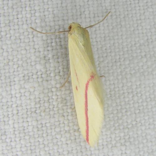 Rhodometra sacraria