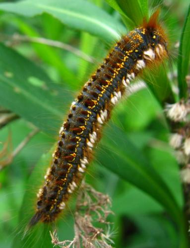 Euthrix potatoria