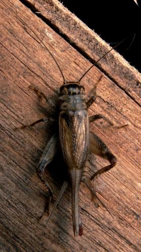 Eumodicogryllus bordigalensis bordigalensis