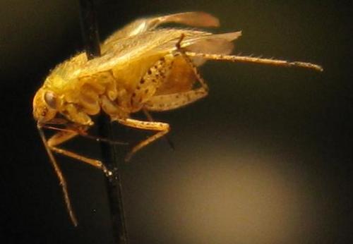 Réf. 41 268 : Plagiognathus sp.