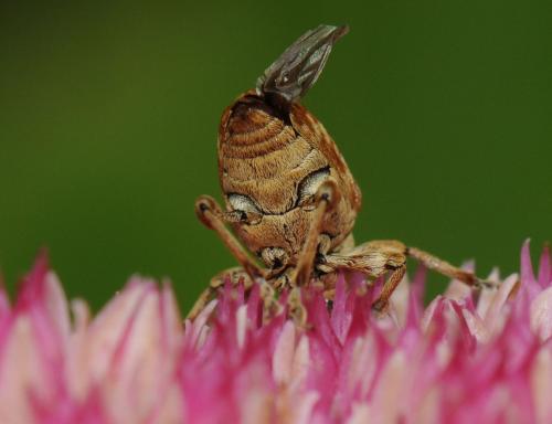 Curculio sp.
