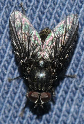 Réf. 41 935 : Helina latitarsis