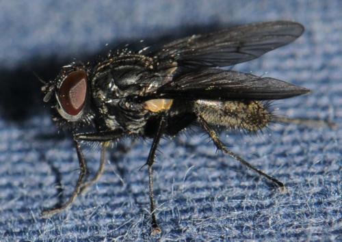 Réf. 41 936 : Helina latitarsis