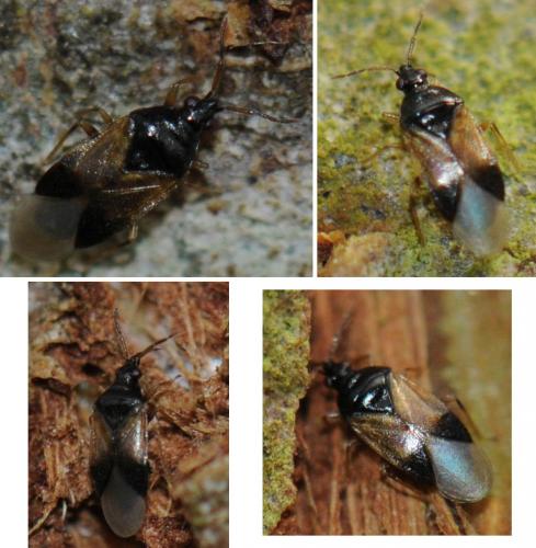 Orius sp.