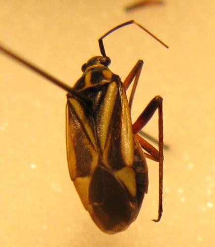 Hadrodemus m-flavum