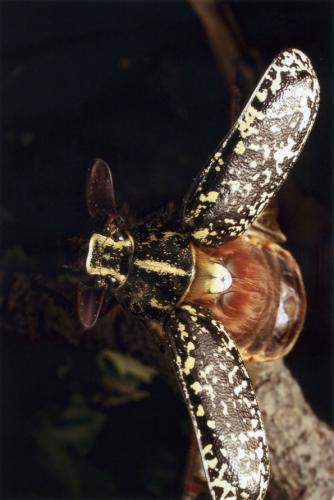 Polyphylla fullo