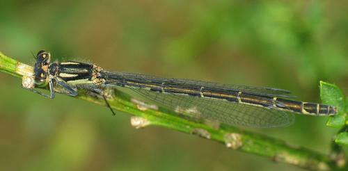 Enallagma cyathigerum