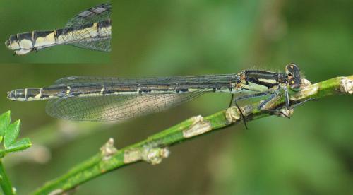 Enallagma cyathigerum