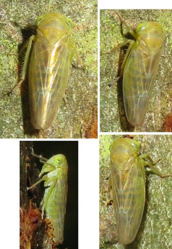 Réf. 41 174 : Idiocerus sp.